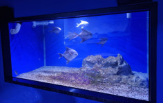 전남해양수산과학관, 국내 최초 살아있는 병어 전시