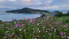 완도 청산도, 청정완도 가을 섬 여행 행사