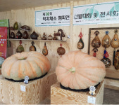 양평군, 할로윈 파티 즐기러 용문 별똥밭 농장으로 놀러오세요!