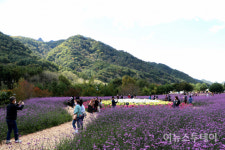 [포토] 국화꽃향 가득한 인제 가을꽃 축제장