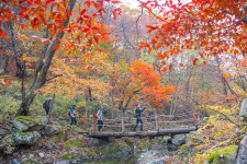 관동별곡 팔백리길 걷으며 가을 정취 만끽