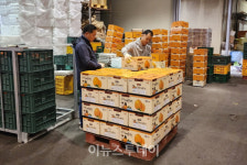 하동군 화개악양농협 악양지점, 대봉감 수매 나서