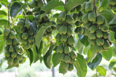 원주시, 치악산 토종 다래 재배면적 30ha로 확대