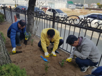 김해시농업기술센터 화단에 장군차 4천그루 식재