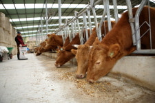 해남군, 인공 수정에서 임신 진단까지 축산농가 지원
