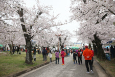벚꽃 만개 동해 유천문화축제 내달 1일 개막