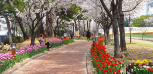 김해시, 대청·율하천 공원 봄꽃 잔치... 다양한 축제·행사 이어져