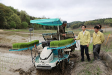 영암군, 신북면 모산리에서 첫 모내기...8월 수확 예정