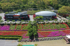 보성군, 제암산자연휴양림 철쭉 영산홍 꽃 만발