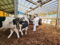 김포시, 구제역 유입 차단 긴급 방역나서