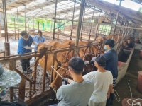 강릉시, 혹서기 대비 축산농가 순회진료 실시