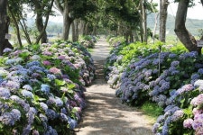 신안군, 도초 환상의 정원 수국축제 개최