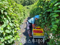 거창 가북 오미자 수확 시작