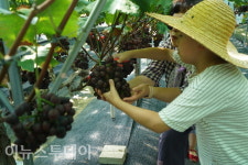 거제둔덕 포도축제 성료