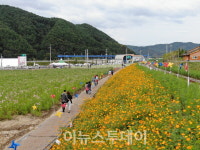 하동 북천 코스모스·메밀꽃축제 팡파르