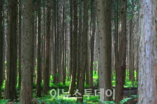 사천 각산 편백나무숲·다솔사 명상숲, 100대 명품숲 선정