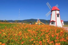 [포토] 보성 예당습지 생태공원···황화 코스모스 만발