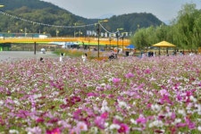 장성군, 황룡강 가을꽃축제 관광객 45만명찾아 대성황