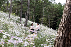 강진군, 옴천면 좌척마을 산기슭 구절초 꽃천지