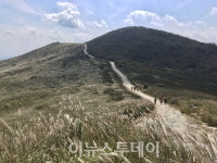 매혹적인 은빛물결 합천 황매산 억새축제 개최