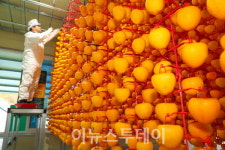 [포토]산청 곶감 말리기 한창