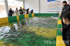 실내에서 낚는 홍천인삼 송어