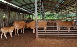 전남도, 3090억 투입 환경친화 축산 소득 육성 강화