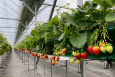 원주 치악산 딸기 본격 출하…농가 소득 증대