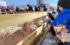 양 먹이 주기 체험