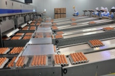 지능형 산란농장, 축산업 혁신 이끈다