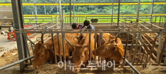 밀양시, 고품질 한우 육성에 앞장