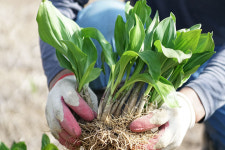 건강한 봄 담다… 영월군, 영특한 산채 꾸러미 2종 판매