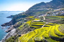 [포토]남해 다랭이마을의 유채꽃