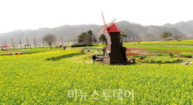 창녕 낙동강변이 노란 색채에 물들다