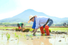 노관규 순천시장, 별량면 논아트 모내기 체험행사 참여