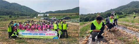 농협전남본부, 전남 22개 시군에서 대규모 농촌일손돕기