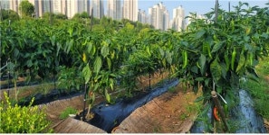 한강공원 자연학습장에서 수확한 채소, 어려운 이웃에 전해져