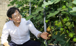 우승희 영암군수, 삼호읍 농가 찾아 무화과 홍보 나서