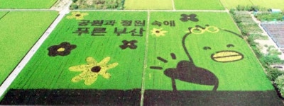 부산시,  대형 부산시 홍보 논 그림 조성... 강서구 대저동에 공원과 정원의 도시, 부산 선보여