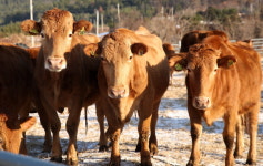 강진군, 한우 경영안정 지원사업···3억여원 투입