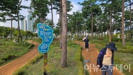 세종종앙공원 솔숲 맨발길···시민 건강지킴이로 인기!