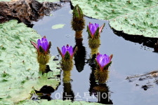 [포토]창녕 우포늪 생태체험장에  가시연꽃 활짝