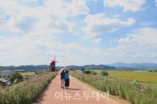 [포토]코스모스 활짝 핀 함안군 악양둑방