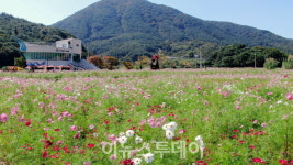 하동 북천 코스모스·메밀꽃 축제에 6만 8천여 명 방문
