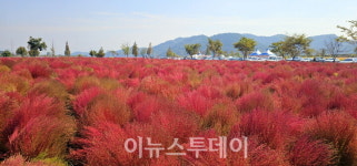 의령 호국의병의 숲 친수공원에 댑싸리 장관···15일까지 절정