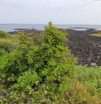 국립호남권생물자원관, 제주도 희귀식물 갯대추 유전체 완전 해독