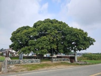 신안군, 관내 10개소 보호수 정비사업 완료