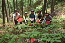 경남도, 산양삼 산업 글로벌 도약 박차