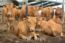 밀양시, 한·육우 사육농가 사료구매자금 상환 1년 유예