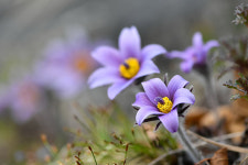 봄의 전령사 영월 동강할미꽃 전시회 21~23일 연다